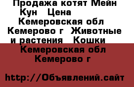 Продажа котят Мейн-Кун › Цена ­ 15 000 - Кемеровская обл., Кемерово г. Животные и растения » Кошки   . Кемеровская обл.,Кемерово г.